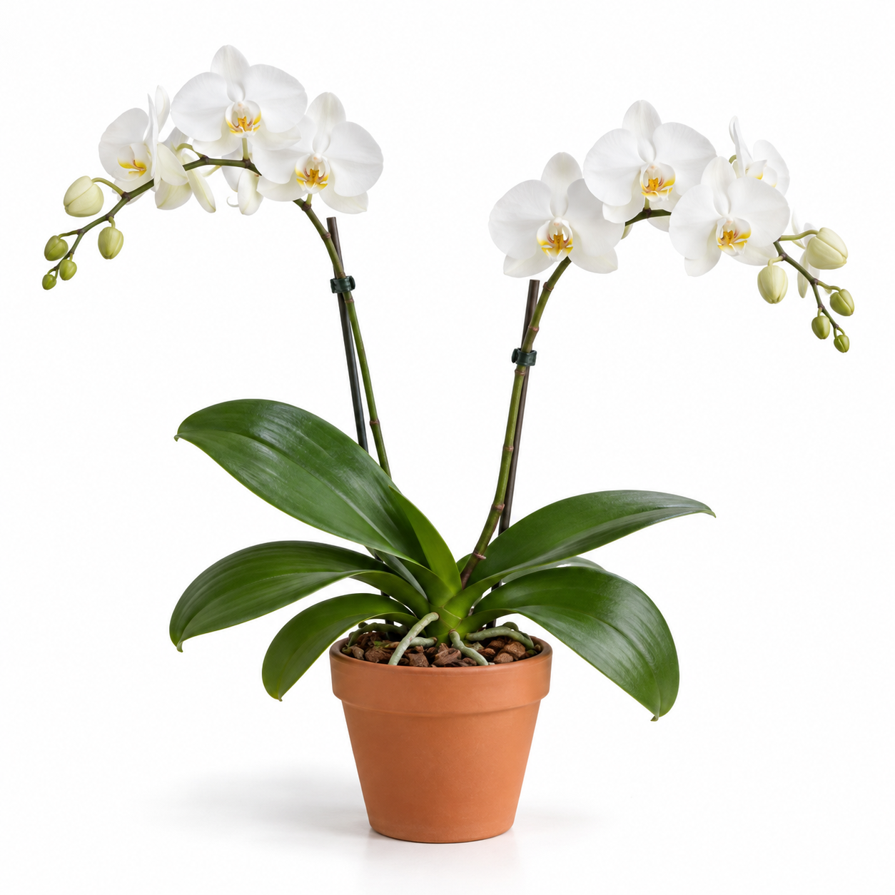 白色蘭花